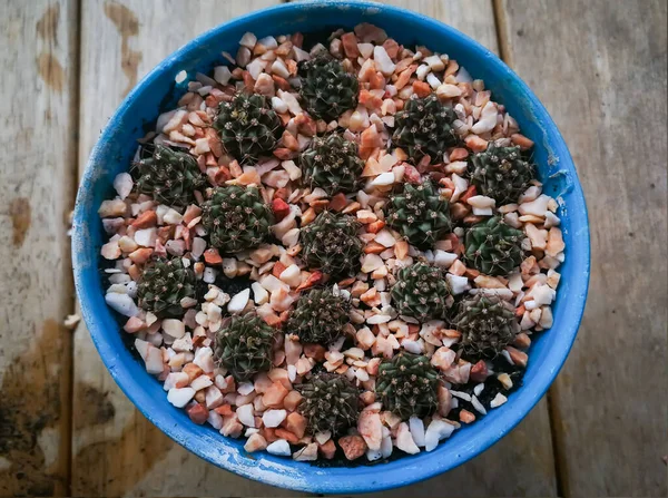 Moving baby cactus to bigger pots. Cactus name Gymnocalycium. Mini cactus at little garden home. — Stock Image Moving Baby Cactus Bigger Pots Cactus Name Gymnocalycium Mini Cactus Royalty Free Stock Images