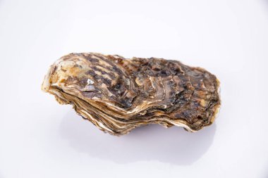  Beyaz arka planda canlı istiridye