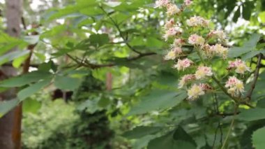 Parkta yürü. Parkta yeşil bitkiler