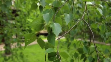 Parkta yürü. Parkta yeşil bitkiler