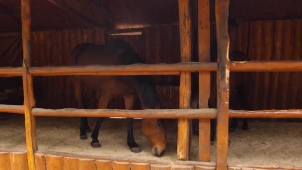 Άλογα Στέκονται Στο Στάβλο Ανοιχτό Καφέ — Αρχείο Βίντεο
