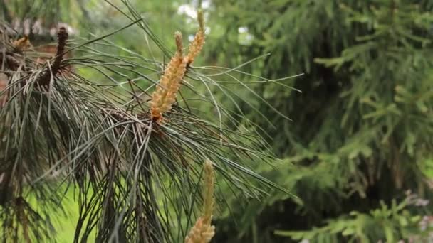 Walk Park Green Plants Park — Stock Video