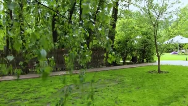 marcher dans le parc. Plantes vertes dans le parc 