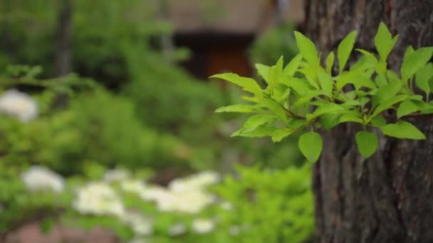 公園を歩いて 公園内の緑の植物 — ストック動画