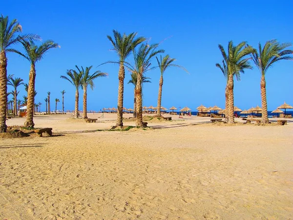 Beach, blue sea, blue sky, palm trees