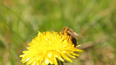 Ilık bahar, yeşil çimen, sarı karahindiba çiçeği arısı