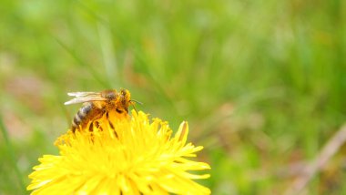 Ilık bahar, yeşil çimen, sarı karahindiba çiçeği, arı