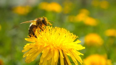 Çiçekler. Ilık bahar, yeşil çimen, sarı karahindiba çiçeği, genç arı