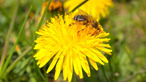 Blumen Warmer Frühling Grünes Gras Gelbe Löwenzahnblüte Junge Biene — Stockfoto