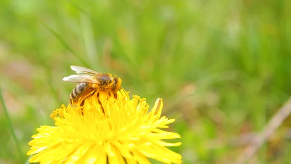 Flowers Warm Spring Green Grass Yellow Dandelion Flower Young Bee — Stock Photo, Image