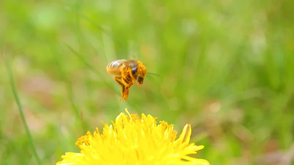 Warmer Frühling Grünes Gras Gelbe Löwenzahnblüte Fliegende Biene — Stockfoto