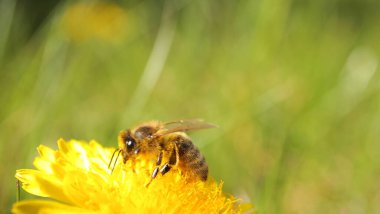 Çiçekler. Ilık bahar, yeşil çimen, sarı karahindiba çiçeği, genç arı