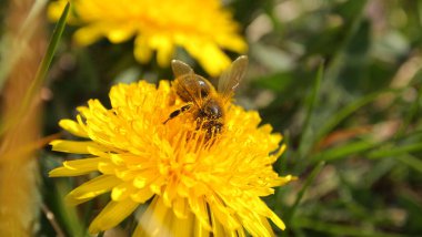Çiçekler. Ilık bahar, yeşil çimen, sarı karahindiba çiçeği, genç arı