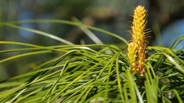 Bahar Noel ağacı mavi gökyüzünü iğneler