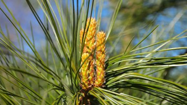 Bahar Noel ağacı mavi gökyüzünü iğneler
