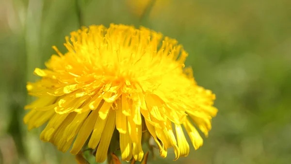 Frühlingsblume Gelb Grünes Gras Löwenzahn Natur Garten Frühling — Stockfoto