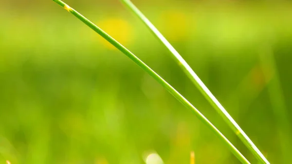 Green Grass Garden Nature Young Lasts Spring — Stock Photo, Image