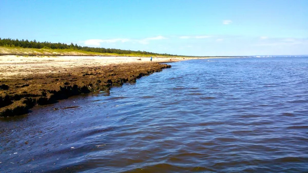 Летний Пляж Отдых Палочки Янтарем Балтийское Море Загрязненная Вода После — стоковое фото