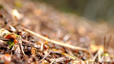 Karıncalar, orman çöpleri, kozalaklı ormanlar. Deniz kenarındaki eski orman, ağaç kabuğu ve büyük karıncalar.