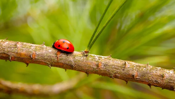 Ladybug Conifers Young Trees Green Forest Trees Forest Sea Blooming — Stock Photo, Image