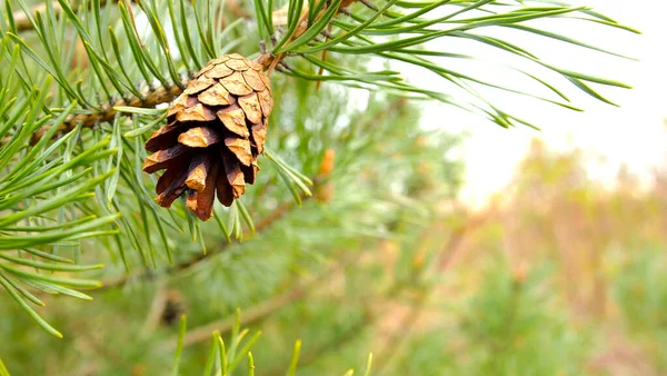 Conifères Jeunes Arbres Forêt Verte Arbres Dans Forêt Bord Mer — Photo