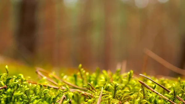 Forest by the sea, Conifers, green moss, small trees, green forest, green bedding. Brown trees