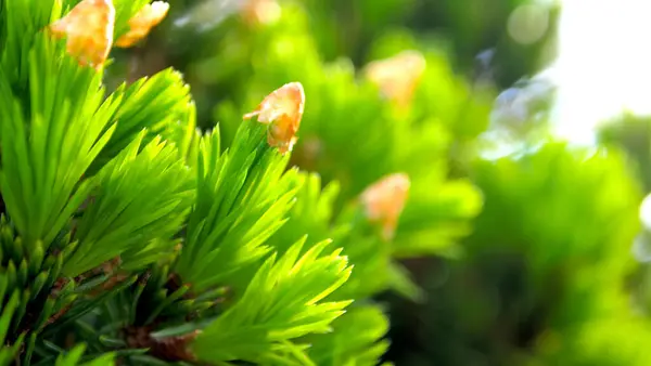 Nadelbäume Junge Bäume Grüner Wald Bäume Wald Meer Blühende Nadelbäume — Stockfoto