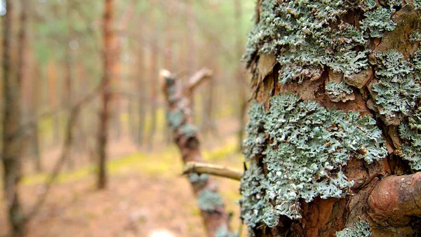 Forest by the sea, Conifers, green moss, small trees, green forest, green bedding. Brown trees