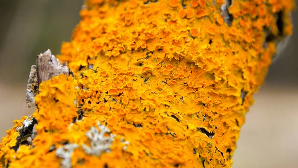 Cogumelo Laranja Crescimento Cogumelo Uma Velha Árvore Murchada Uma Árvore — Fotografia de Stock