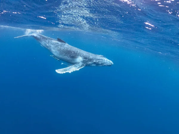 Ballena Jorobada Joven Nadando Bajo Superficie Océano Pacífico Cerca Las — Foto de Stock