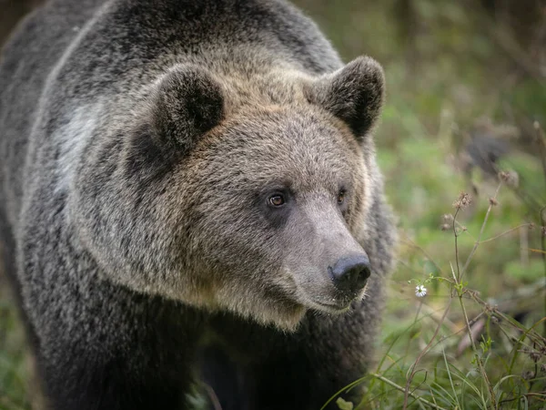 Dziki Niedźwiedź Brązowy Portret Las Zbliżenie — Zdjęcie stockowe