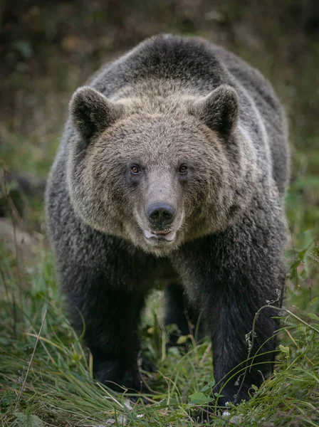 野生の茶色のクマの肖像画の森が近い — ストック写真