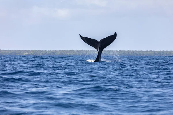 Aleta Cola Ballena Sobre Superficie Joven Jorobada Jugando Salpicaduras Olas — Foto de Stock