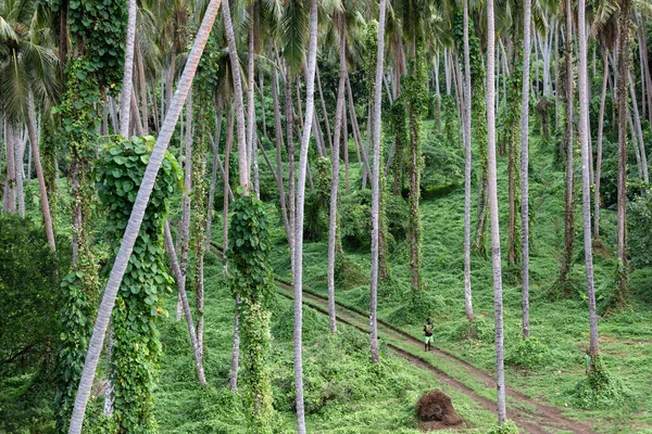 Pentercost Vanuatu Bosque Lluvioso Verde Hombre Melanesio Camino —  Fotos de Stock