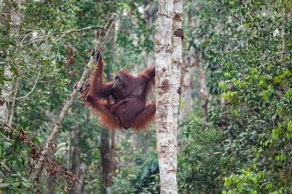 Orang Utan Mère Avec Bébé Sur Les Arbres East Kalimantan — Photo