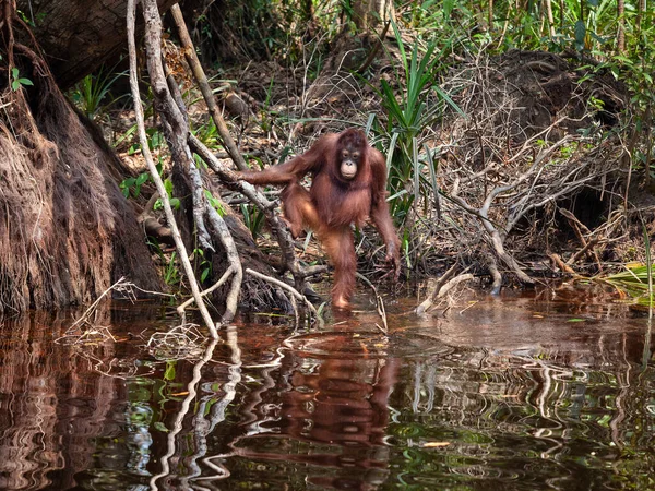 Orang Outan Dans Eau Sur Rive Fleuve East Kalimantan Tanjung — Photo