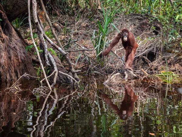 Orangután Agua Orilla Del Río East Kalimantan Tanjung Puting National —  Fotos de Stock