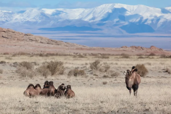 Camelos Pasto Verão Paisagem Montanhosa Ocidental Mongólia Picos Brancos Estepe — Fotografia de Stock