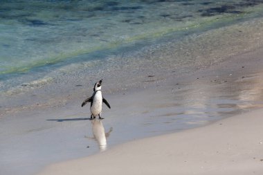 Penguen, Boulders sahilinde sahil boyunca yürüyor..