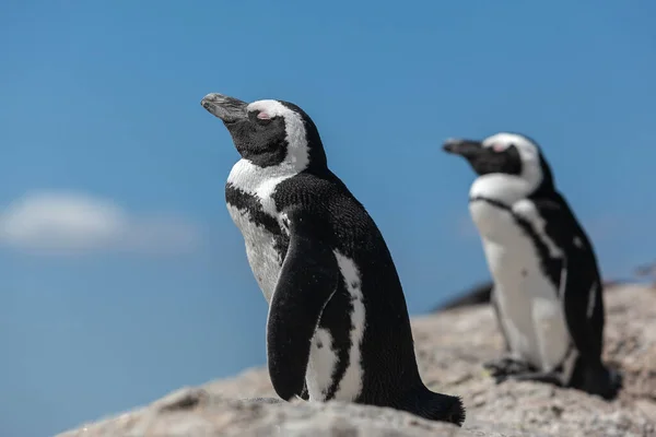 Dois Pinguins Africanos Relaxando Praia Pedras Dia Ensolarado Perto — Fotografia de Stock
