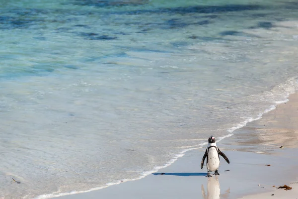 Pinguim Caminhando Longo Costa Praia Boulders — Fotografia de Stock