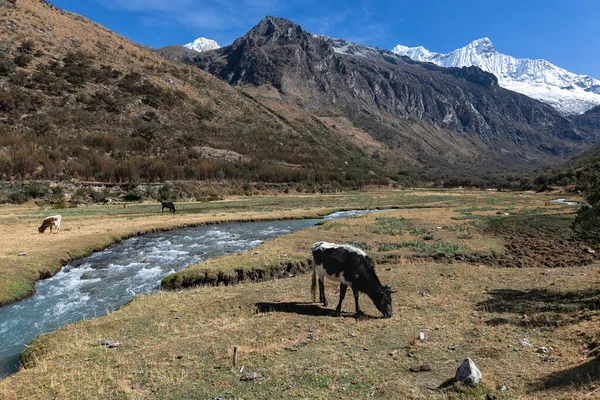 Vacas Pastos Verano Zona Alta Montaña Parque Nacional Huascaran — Foto de Stock