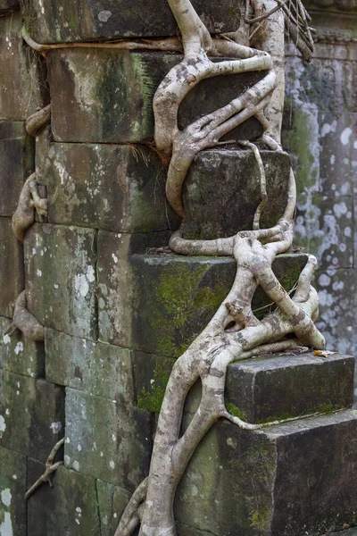 Raíces Árboles Ceiba Envueltos Alrededor Piedras Ruinas Antiguas Angkor Wat —  Fotos de Stock