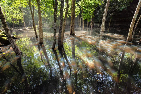 Bosque Inundado Primavera Luz Fondo —  Fotos de Stock