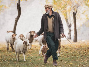 Hunza Valley, Pakistan : Pakistani man in traditional clothes. Sheep autumn pasture cattle hunza valley, gilgit baltistan, pakistan nothern areas clipart