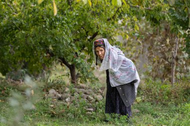 Hunza Vadisi, Pakistan - Ekim 2019: Geleneksel giysili yaşlı kadın bahçede hasat topluyor. Hunza Vadisi, Gilgit Baltistan, Pakistan bölgeleri