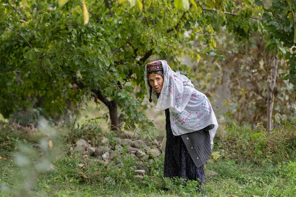 Hunza Vadisi, Pakistan - Ekim 2019: Geleneksel giysili yaşlı kadın bahçede hasat topluyor. Hunza Vadisi, Gilgit Baltistan, Pakistan bölgeleri