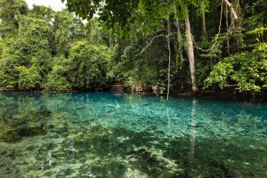 Tatlı su mavi göl çevresindeki yemyeşil yağmur ormanı mavi delik Espirito Santo adası Vanuatu Okyanusu