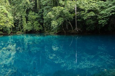 Tatlı su mavi göl çevresindeki yemyeşil yağmur ormanı mavi delik Espirito Santo adası Vanuatu Okyanusu