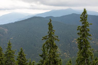 Çam ağacı ormanı Karpat Dağları güzel manzara